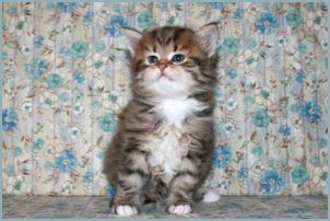 Female Siberian Kitten from Deedlebug Siberians